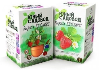 Юный садовод. Вырасти клубнику 402